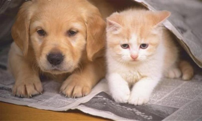 Kedi ve köpek sahiplerinin dikkatine: Son tarih 31 Aralık