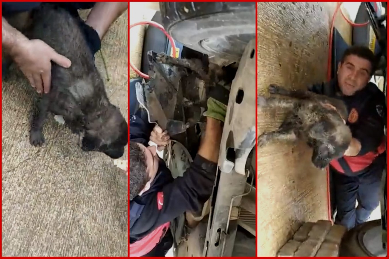 Urfa’da otomobil motoruna sıkışan köpek kurtarıldı
