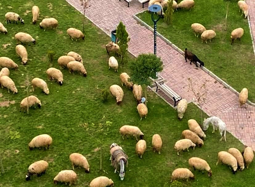 Çoban, koyunlarını şehrin göbeğindeki parkta otlattı;