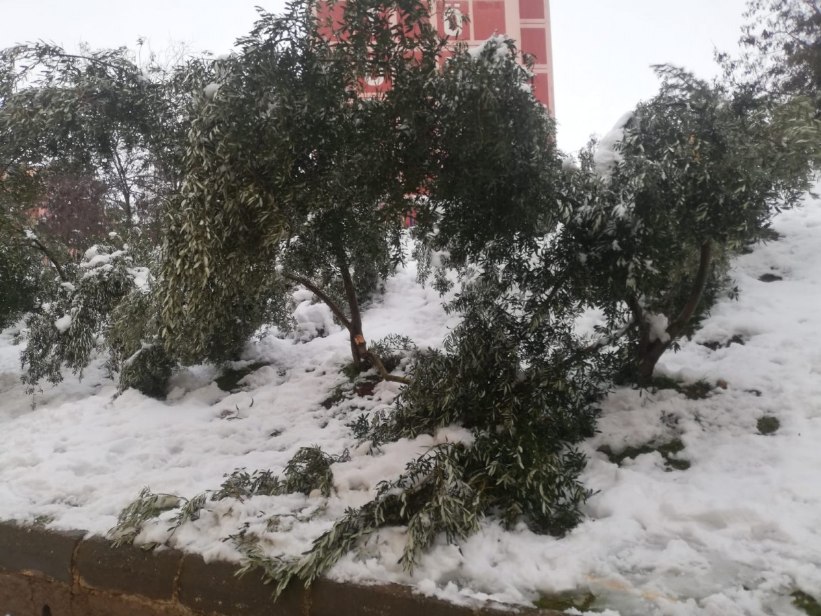 Eyyübiye’de zeytin ağaçları kardan zarar gördü!;