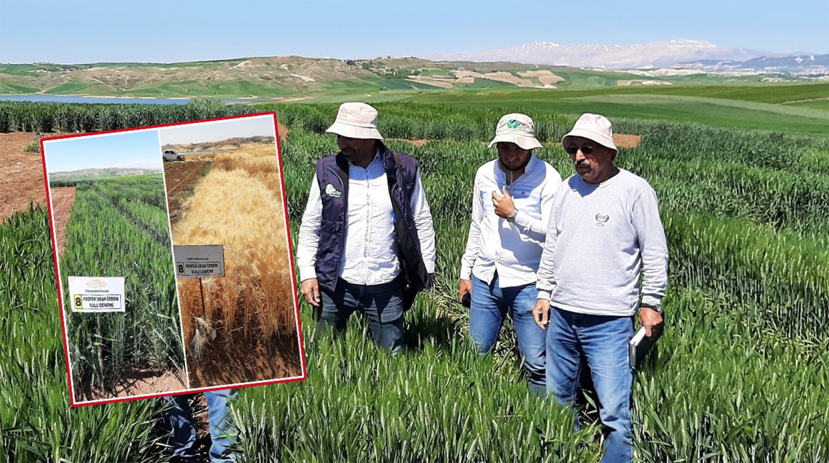 Harran Üniversitesi kuraklığa karşı iki yeni buğday çeşidi geliştirdi