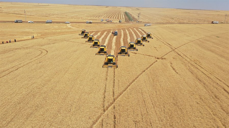 TİGEM Ceylanpınar’daki buğday hasadından 200 bin ton mahsul bekliyor