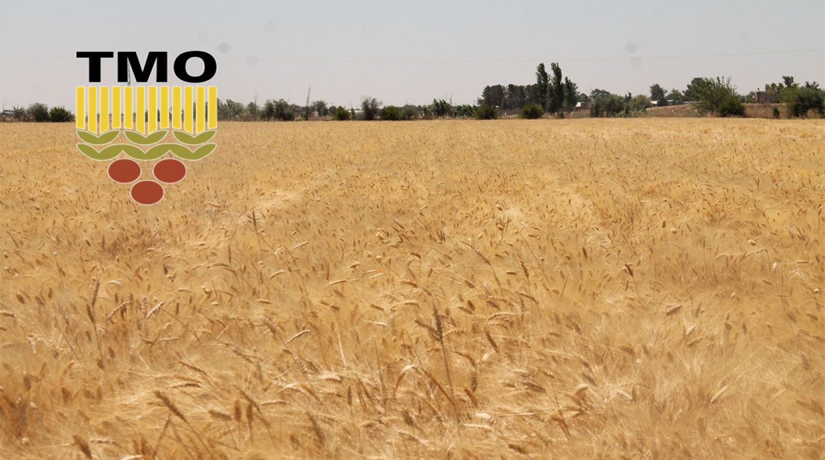 TMO buğday ve arpada uygulanacak satış fiyatlarını açıkladı;