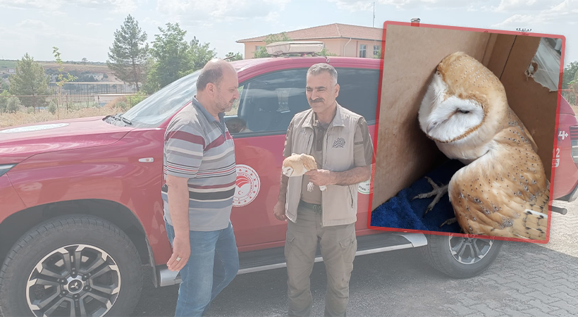 Urfa'da bitkin halde bulunan peçeli baykuş tedavi altına alındı
